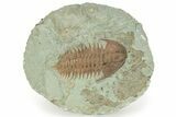 Bargain, Trilobite (Pseudosaukianda) - Issafen, Morocco #233349-1
